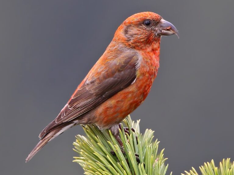 7 pájaros rojos encontrados en Florida (con imágenes)