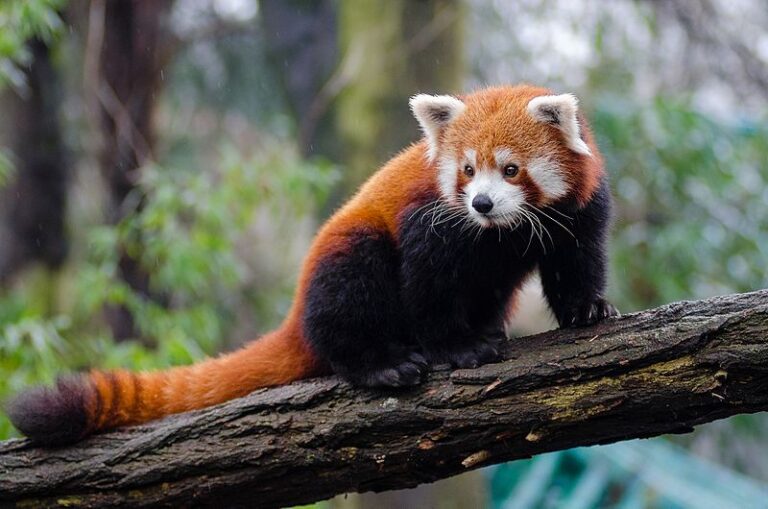 ¿Por qué están en peligro los pandas rojos? Amenazas a su supervivencia
