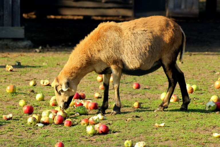 ¿Qué animales comen manzanas?
