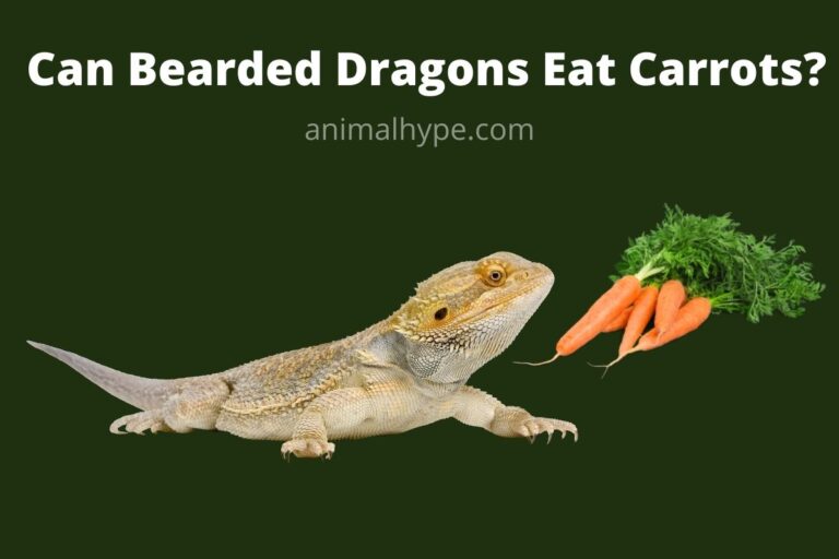 ¿Pueden los dragones barbudos comer zanahorias?