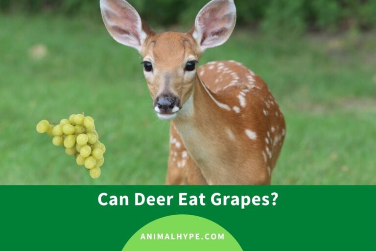 ¿Pueden los ciervos comer uvas?  – Exageración animal