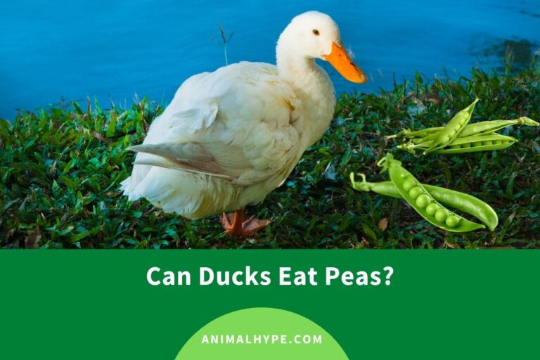 ¿Pueden los patos comer guisantes?  – Exageración animal