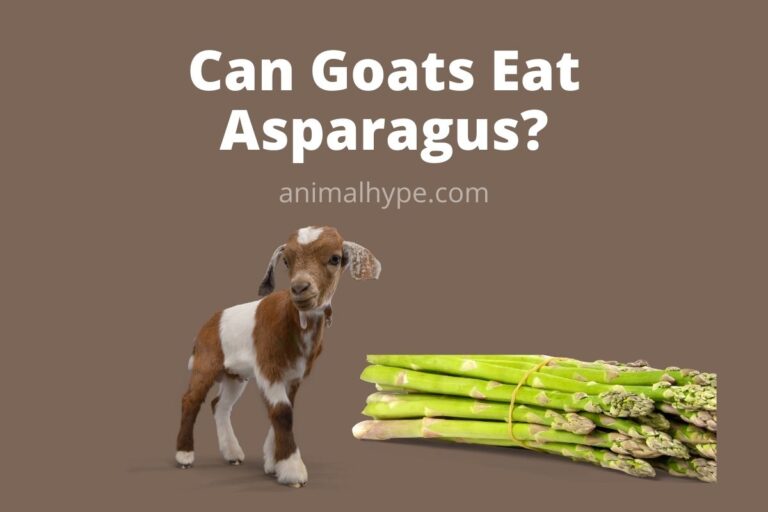 ¿Pueden las cabras comer espárragos?  – Exageración animal