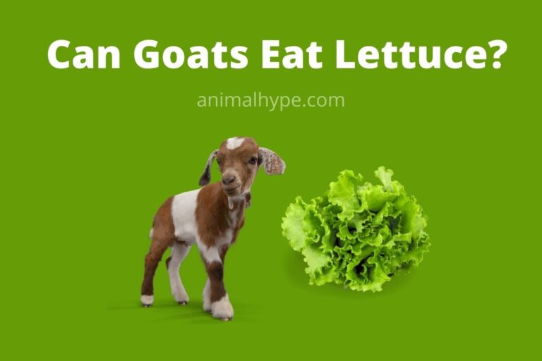 ¿Pueden las cabras comer lechuga?  – Exageración animal