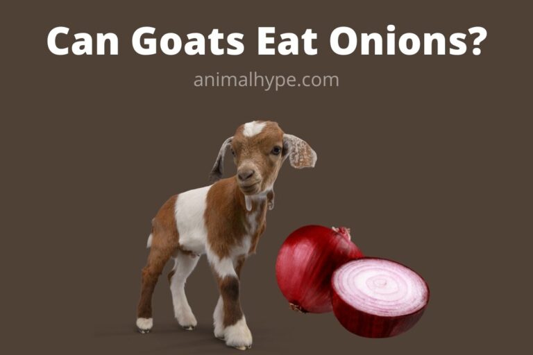 ¿Pueden las cabras comer cebollas?  – Exageración animal