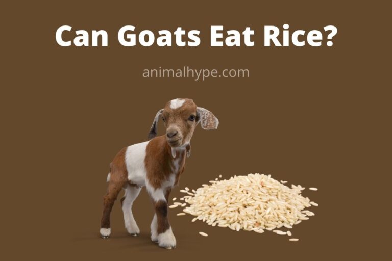 ¿Pueden las cabras comer arroz?  – Exageración animal