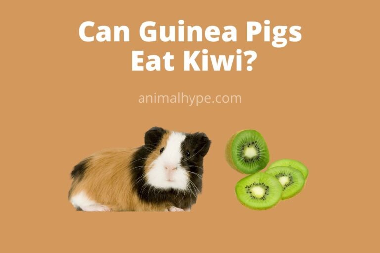 ¿Pueden las cobayas comer kiwi?