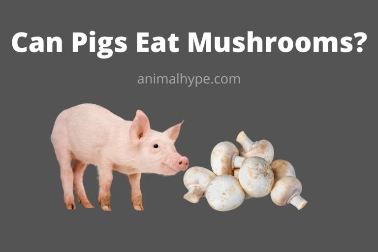 ¿Pueden los cerdos comer setas?  – Exageración animal
