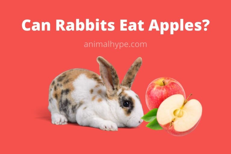 ¿Pueden los conejos comer manzanas?  – Exageración animal