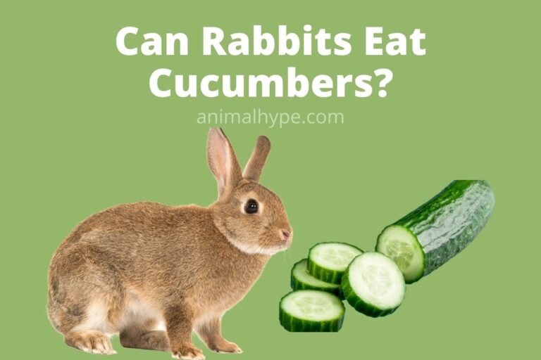 ¿Pueden los conejos comer pepinos?  – Exageración animal