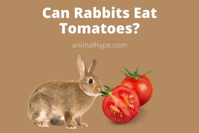¿Pueden los conejos comer tomates?  – Exageración animal