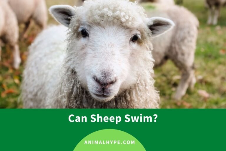 ¿Pueden nadar las ovejas?  – Exageración animal