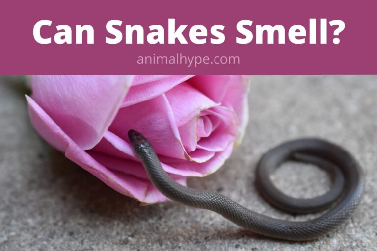 ¿Pueden oler las serpientes?  – Exageración animal