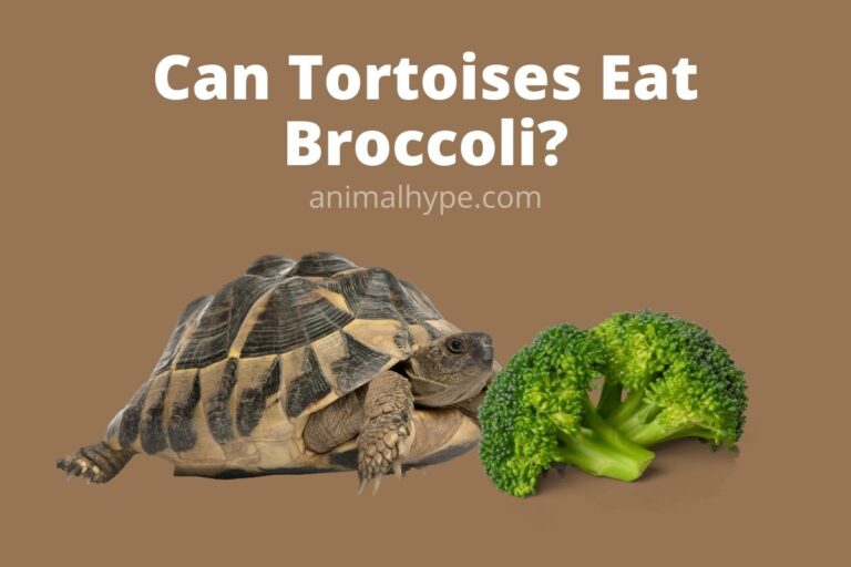 ¿Puede la tortuga comer brócoli?  – Exageración animal
