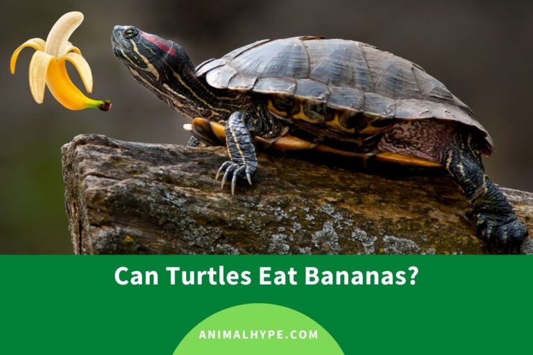 ¿Pueden las tortugas comer plátanos?  – Exageración animal