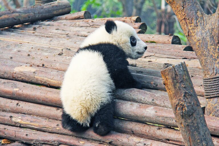151 nombres de pandas lindos y divertidos