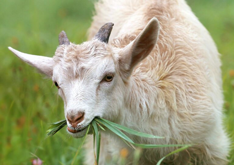 ¿Pueden las cabras comer zanahorias?