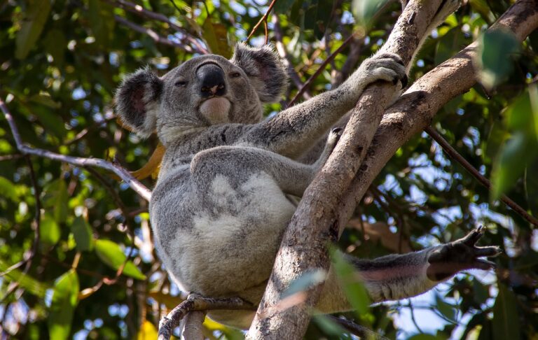 ¿Los koalas tienen cola?