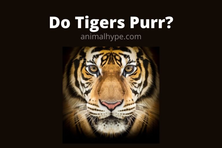 ¿Rronronean los tigres?  (¡Conozca los hechos!)