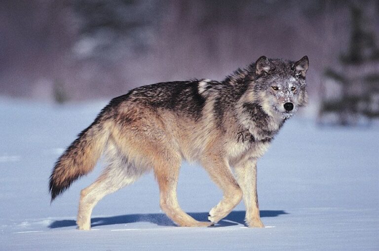 879 nombres de lobos inspirados en la belleza de la naturaleza