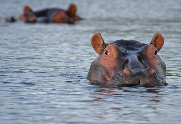 ¿Qué tan rápido puede nadar un hipopótamo?