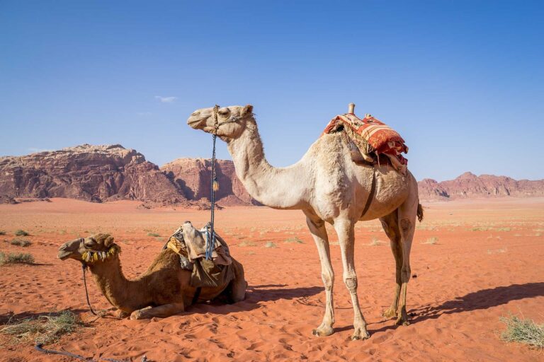 ¿Cuánto tiempo pueden pasar los camellos sin agua?