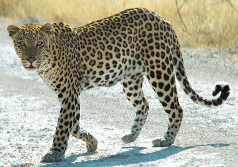 345 nombres de leopardo rugientes para tu amigo feroz