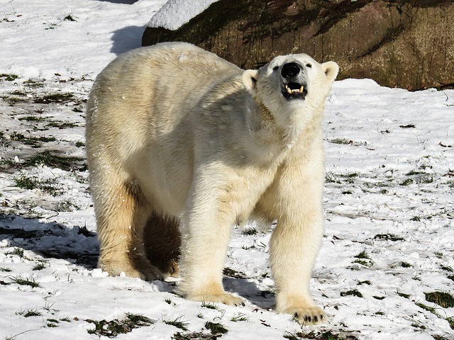 Pelea entre osos polares y tigres siberianos: ¿quién ganará?