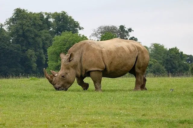 295 poderosos nombres de rinocerontes para tu majestuosa bestia