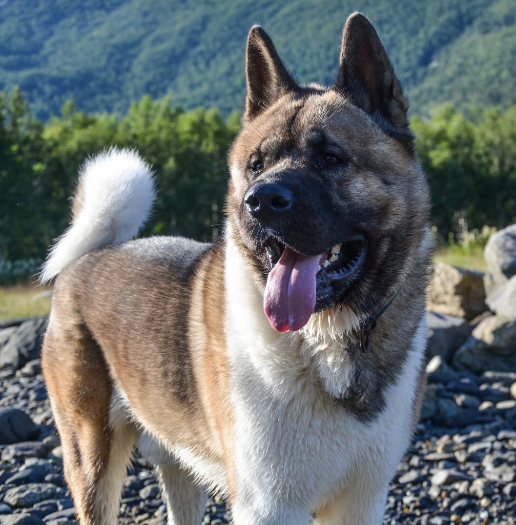 El Akita erguido es uno de los perros más grandes que parecen osos.